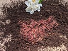 100 Live Red Wiggler worms,FREE Shipping! (Compost Worms)--No Blues