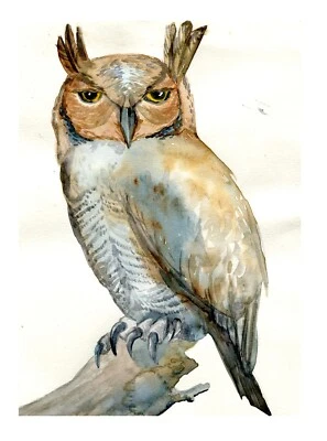 Wall Art Painting Original Watercolor Owly Painting Wildlife Animals Signed Art - Image 1 of 3