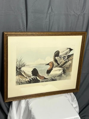 Impresión artística vintage lienzo con respaldo de pato por John J. Audubon 19x21 enmarcado Foto 1 de 4
