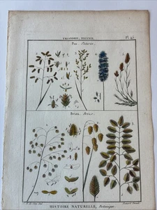 Lamarck Botanical Print Histoire Naturelle, Botanique Hand Colored Book Plate 45 - Picture 1 of 11