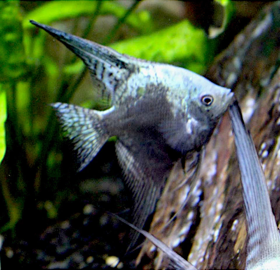 Pez ángel chocolate azul Foto 1 de 1
