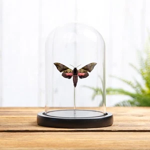 Seltene Elwes' Pink & Green Hawk Motte in Glaskuppel (Anambulyx elwesi) - Bild 1 von 7