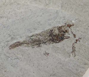 Pesce, Maurolicus mulleri, Terziario, Pliocene, Poggio Beni, Rimini, Italia -k397 - Foto 1 di 3