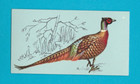 BRITISH BIRDS - TETLEY TEA - CARD NO. 12  -  PHEASANT  -  1970