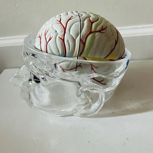 Lucite Head Skull 4 piece Brain Model Medical Science Display Stand Seroquel - Picture 1 of 7