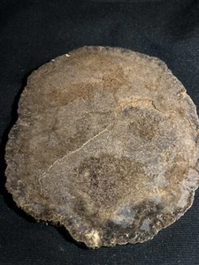 Versteinertes Holz Zellschnitt Platte, Oreg, 12,1 Unzen, kleine versteinerte Muster - Bild 1 von 5