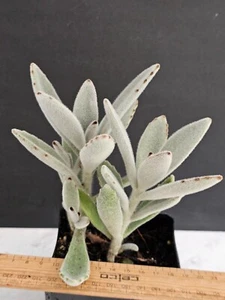 KALANCHOE TOMENTOSA - PANDA PLANT - Established plant 16 x 12 cm (2594) - Picture 1 of 5