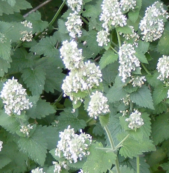 Para tu gato CATNIP, nepeta cataria 1200 semillas -  seeds - Imagen 1 de 1
