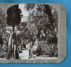 Stereoview Photo Jerusalem Garden Of Gethsemane Ancient Olive Trees Realistic