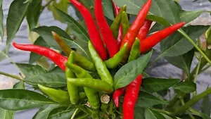 SEED- Yatsufusa or Yatzy Hot Pepper- Chilies Japones- For Shichimi Togarashi - Bild 1 von 8