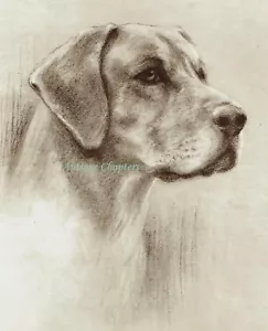 Prinz George Dogge Midas von Send 1931 Ernest H Mills Druckartikel - Bild 1 von 2