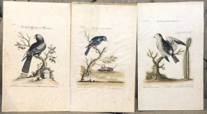 SELIGMAN JOHANN MICHAEL (1720-1762) LOT OF 3 BIRDS ETCHINGS C. 1750 - BEST OFFER - Picture 1 of 12