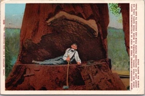 Postal de Santa Cruz California 1910 "Wood Chopper" Big Tree Grove Redwoods - Imagen 1 de 2