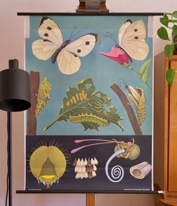 VINTAGE | SCHULWANDKARTE KOHLWEIßLING PIERIS JUNG KOCH QUENTELL | SCHOOL CHART - Bild 1 von 12