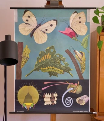 VINTAGE | SCHULWANDKARTE KOHLWEIßLING PIERIS JUNG KOCH QUENTELL | SCHOOL CHART - Bild 1 von 4