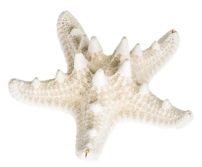 NaDeco Noppen Seestern gebleicht 5-7cm | Protoreaster nodosus | Deko Seestern