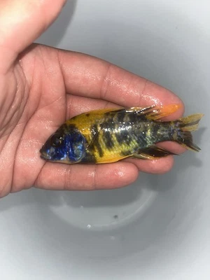 Exact Fish!!! OB Sunshine Peacock Cichlid 4” - Image 1 of 3