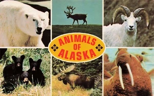 Animali dell'Alaska Chrome PC - Foto 1 di 2