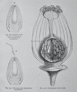 c1872 Antiguo Impresión Figuier FERTILIZACIÓN DEL ÓVULO El Mundo Vegetal - Imagen 1 de 2