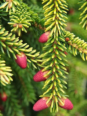 Picea orientalis 'Skylands' - Oriental Spruce *Live Plant - Image 1 of 4