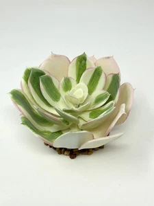 5" wide WHITE-green-pink ECHEVERIA Succulent Aquarium or Dry Habitat soft plasti - Picture 1 of 7