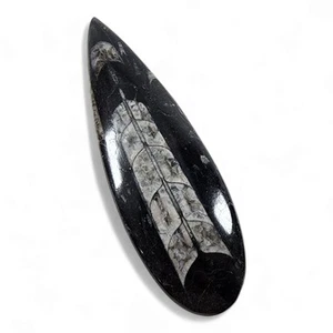 Orthoceras Polished Fossil 64.4 grams - Picture 1 of 2