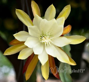1 Vista Sun Epiphyllum Orchid Cactus Cutting 8-10 inches long - Picture 1 of 3