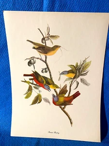 Audubon Painted Bunting Color Print 9x12 Loc C - Picture 1 of 6