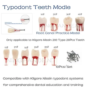 Modelo de práctica de conducto radicular dental Typodont compatible con Kilgore NISSIN 200 28 dientes - Imagen 1 de 83