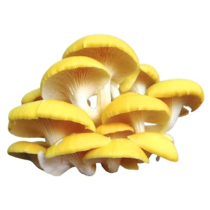 Cultivo líquido de ostra dorada Pleurotus citrinopileatus + instrucciones - Imagen 1 de 5