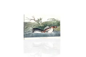 Amerikanische Rattenschnabel - LEINWAND ODER DRUCK WANDBILD - Bild 1 von 2