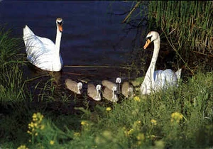 DJH Spenden-Karte Spendenkarte Tiere SCHWAN Junge Schwäne Schwanenfamilie color - Picture 1 of 2