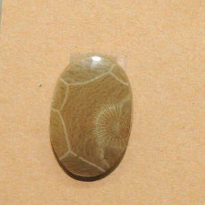 Fossil Coral Cabochon 26x17mm with 5mm dome (15840) - Picture 1 of 2