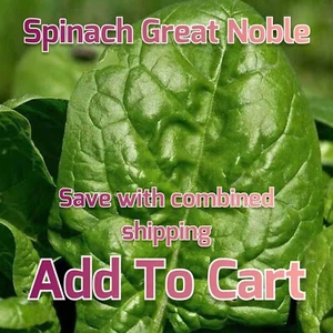 Seeds Vegetable Herb NON-GMO Organic Spinach Giant Nobel - Picture 1 of 254