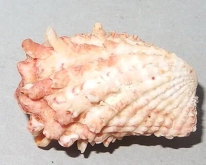 Cardita crassicosta - CARDITIDAE - Australian Sea Shell - 30mm F+ #8016 - Picture 1 of 2