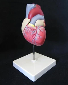 Heart Model, 2-Part Deluxe Life Size Model, 34 Anatomically Correct Structures, - Picture 1 of 12