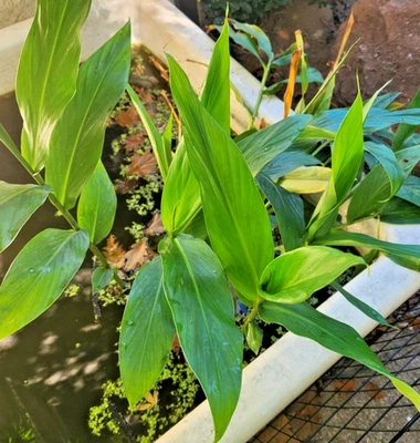 Live Perennial Flowering Plant - White Ginger Lily (Hedychium Coronarium) -Marsh - Image 1 of 3