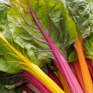 1/4 Lb Rainbow Swiss Chard Seeds - Everwilde Farms Mylar Seed Packet - Picture 1 of 2