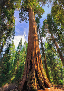 Giant SEQUOIA Tree - 3D Lenticular Post Card  Greeting Card