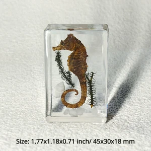 1pc Resin Real Insects Specimens Colorful Bugs Cricket Shrimp Beetles Ornaments - Foto 1 di 17