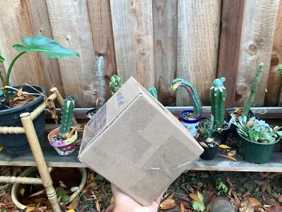 ¡Caja misteriosa rara de cactus!  caja con 1-5 cactus raros. Melocactus, astrophytum, etc. Foto 1 de 4