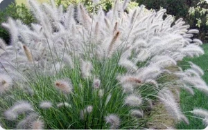 65 Fountain Grass Seeds Pennisetum Alopecuroides~Brooklyn Botanical Gardens Club - Picture 1 of 10