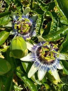 PASSIFLORA PASSION FLOWER CAERULEA PLANT EVERGREEN CLIMBING FRUIT VINE 9CM POT - Picture 1 of 4