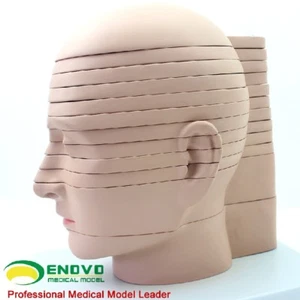 19*17.5*24.5cm Horizontal Section 12pcs Human Head CTMRI Anatomy Brain Model - Picture 1 of 9