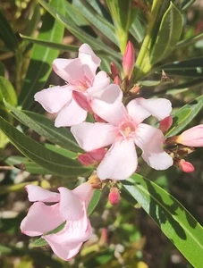 OLEANDER POWDER PINK, NERIUM OLEANDER, EXOTIC PLANT TREE  (50 2025 Seeds) (08) - Picture 1 of 9