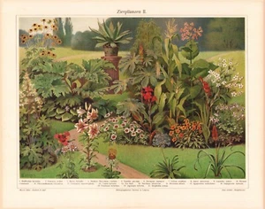 c1900 #2 ORNAMENTAL GARDEN PLANTS FLOWERS COLOR CHROMOLITHOGRAPH @10x13 - Bild 1 von 2