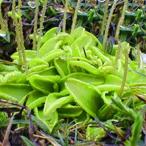 Butterworts Pinguicula Vulgaris Rare Carnivorous Plant 5 Seeds - Picture 1 of 2