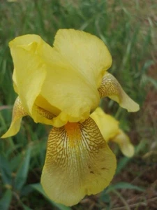 Heirloom Yellow Bearded Iris Rhizomes, Irises (TB) bulbs, Gardens, Flower Beds - Picture 1 of 3