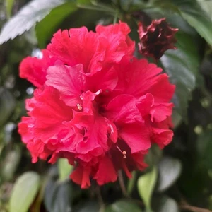Fiori di Ibisco Secchi in Polvere (Rosa-Sinensis) Bio 100% Qualità Crescita Capelli - Foto 1 di 7