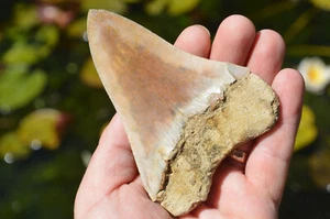 Genuine MEGALODON Shark tooth MEGA SALE 4.3" #6 FOSSIL, REDUCED, BIG U.K STOCK - Picture 1 of 5